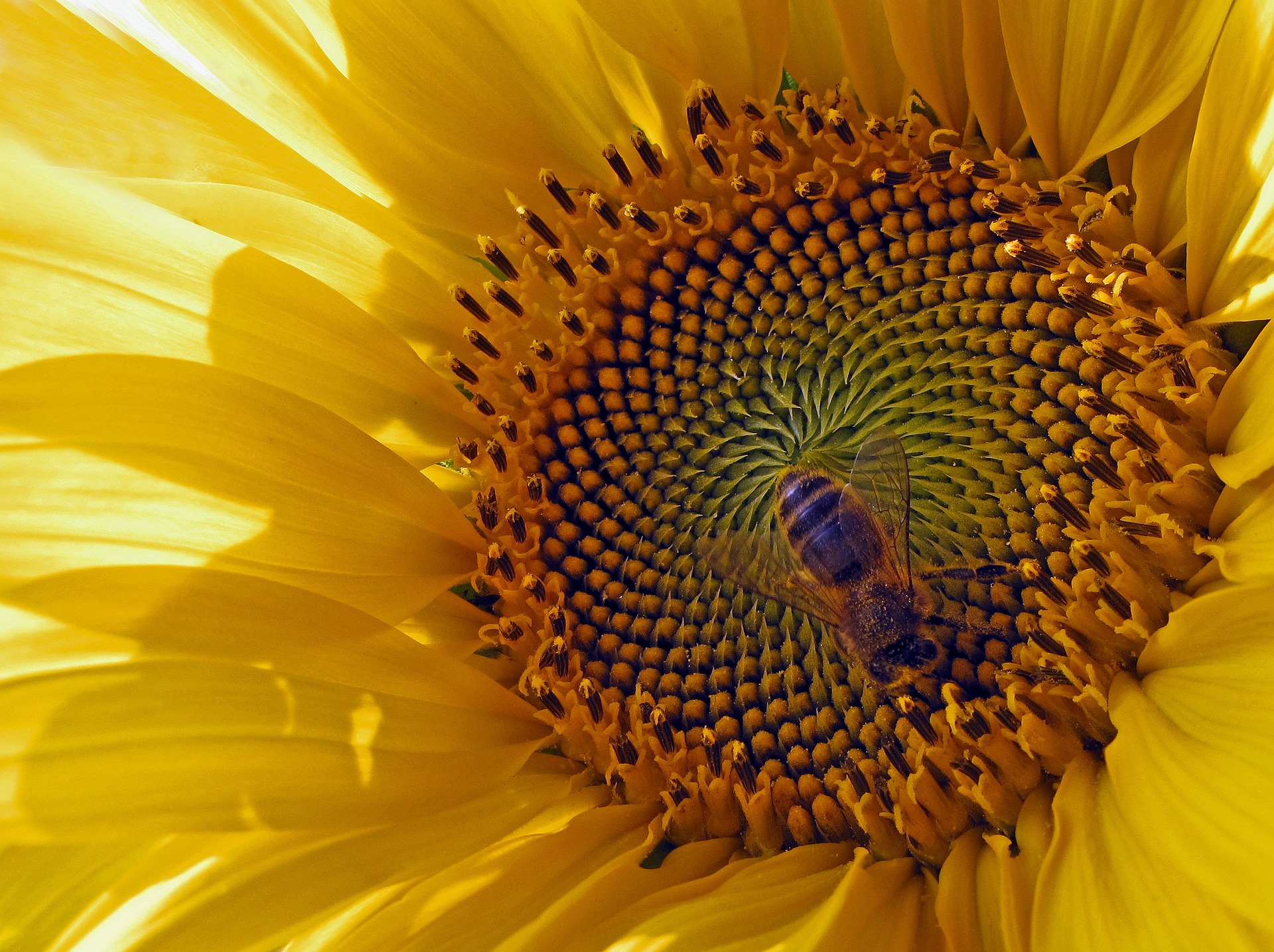 sun-flower-277055_1920